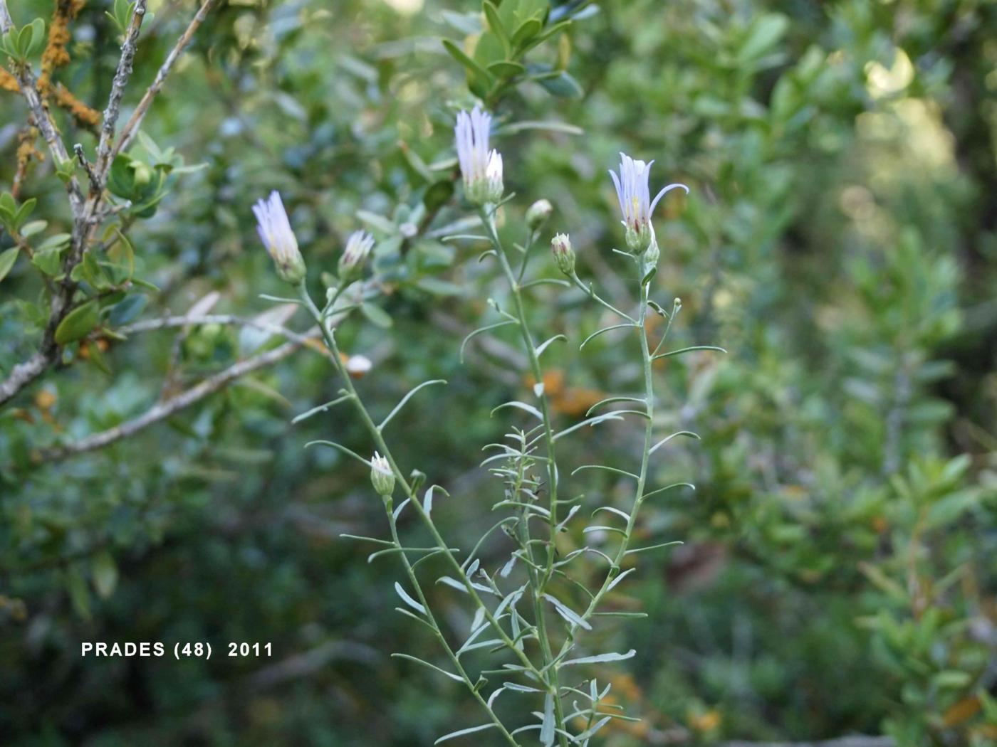 Aster, Three-veined plant